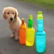 Jak zrobić psa z plastikowych butelek